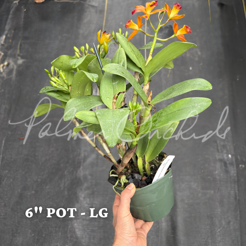 Ctt. Varut Startrack — Palmer Orchids